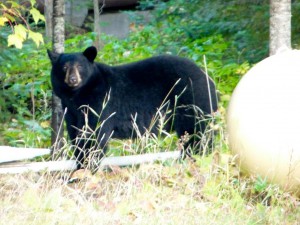 Gunflint Trail Black Bear