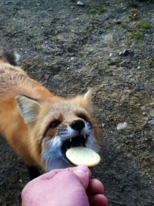 Hungry Fox