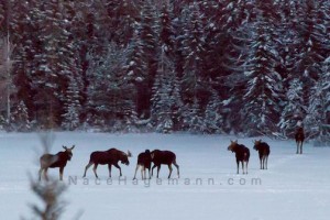 Gunflint Trail moose