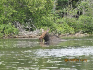Moose in the BWCA