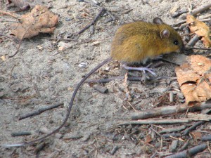 Found in the Boundary Waters Woodland Jumping Mouse