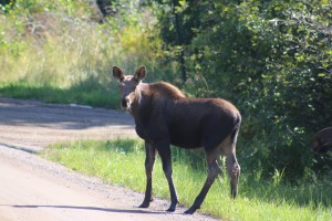 Moose on the Gunflint Trail