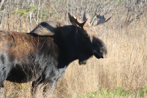 Gunflint Trail moose