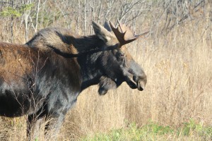 Moose Hanging Out