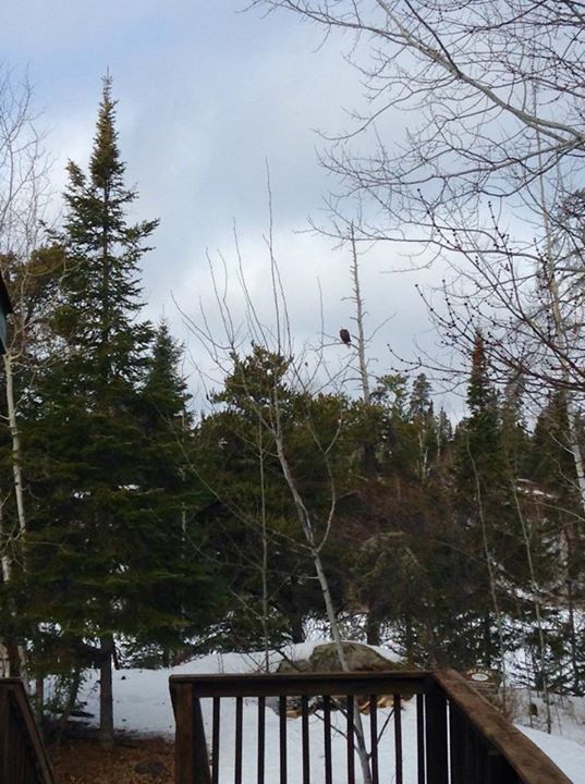 Gunflint Trail Bald Eagle