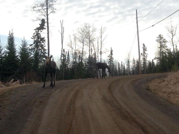Gunflint Trail Moose