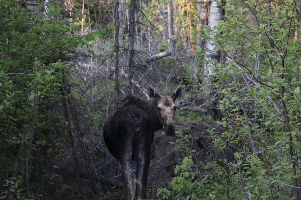 Moose on the Gunflint Trail