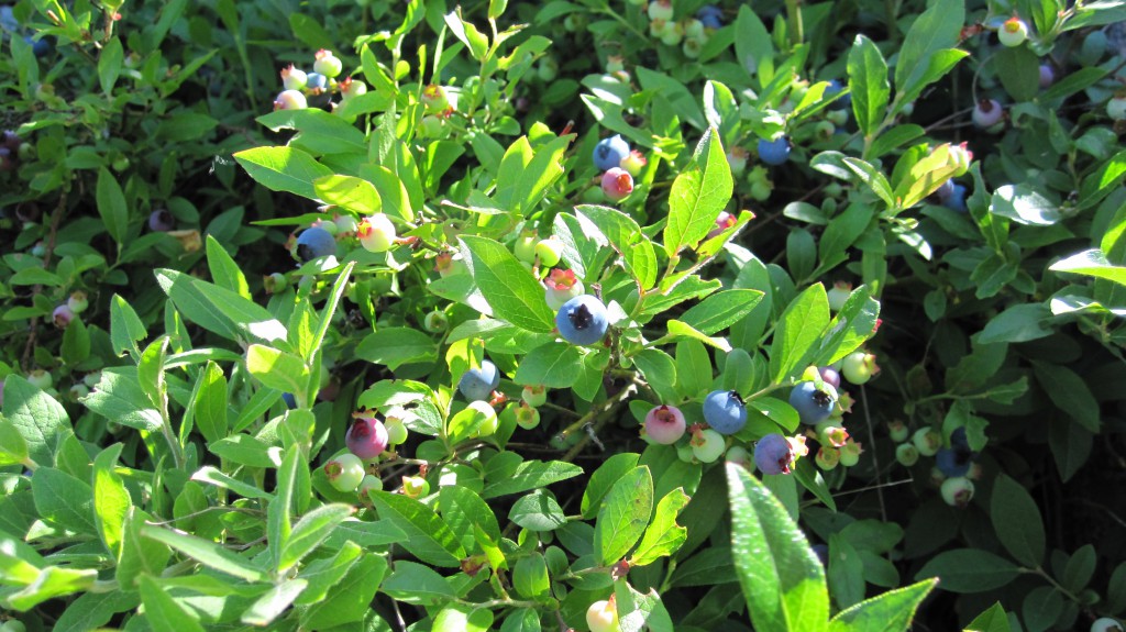 picking blueberries on gunflint trail